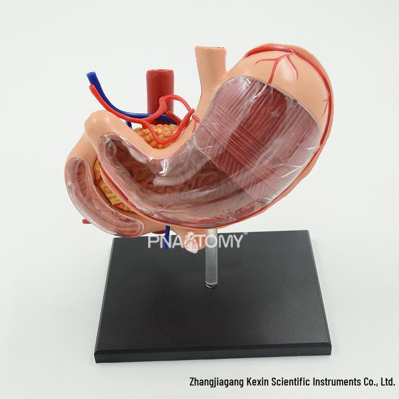 4D Human Digestive System Model: Stomach, Pancreas, and Duodenum Anatomy PNT-0458
