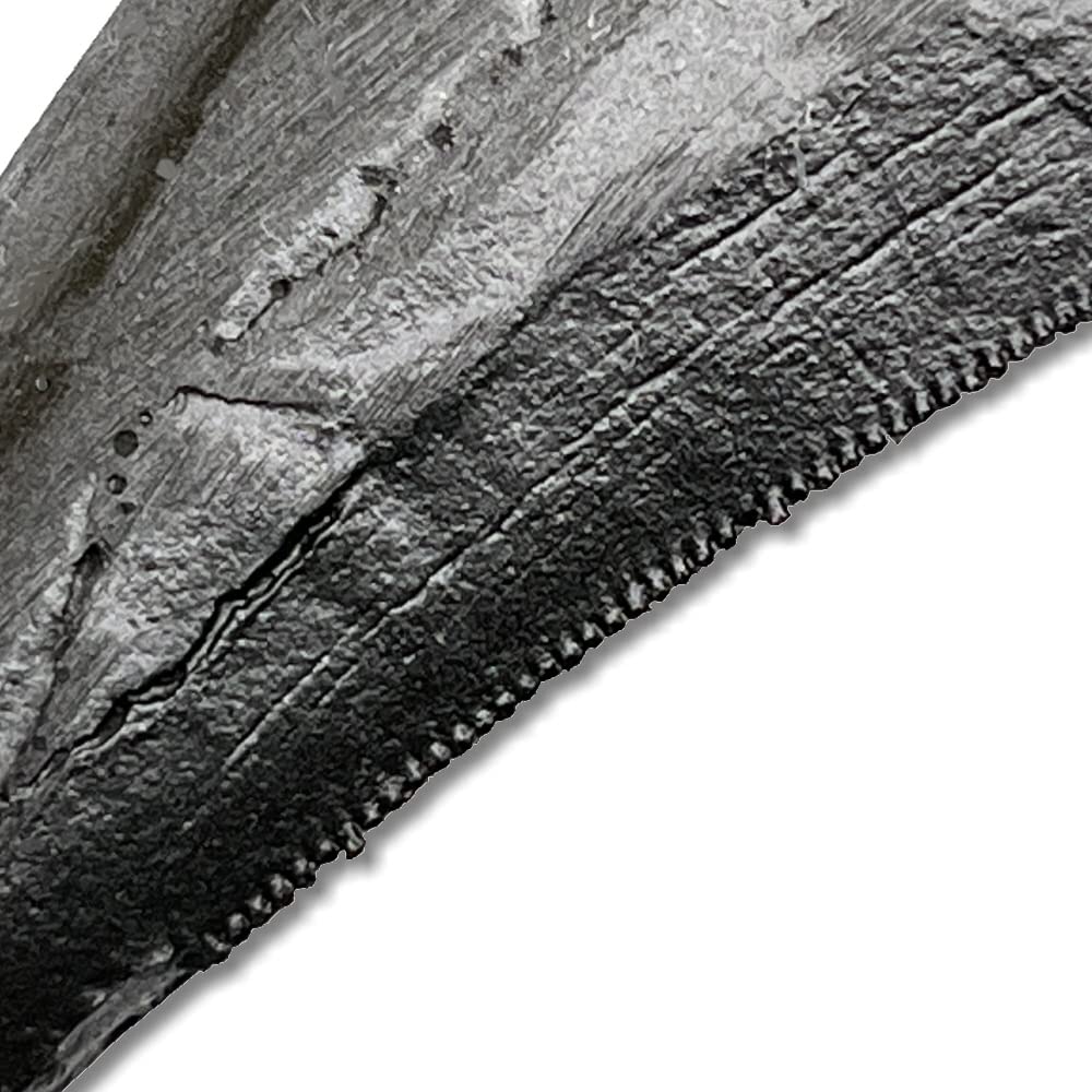 Tokyo Science Tyrannosaurus Rex Tooth Replica