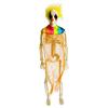 Halloween 60cm Human Skeleton Decoration for Haunted House Festival Props
