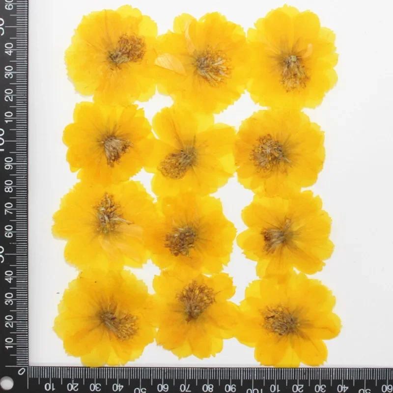 120pcs Dried Pressed Flower Cosmos Sulphureus Cav. For Epoxy Resin Pendant Necklace Jewelry Making Craft DIY Accessories