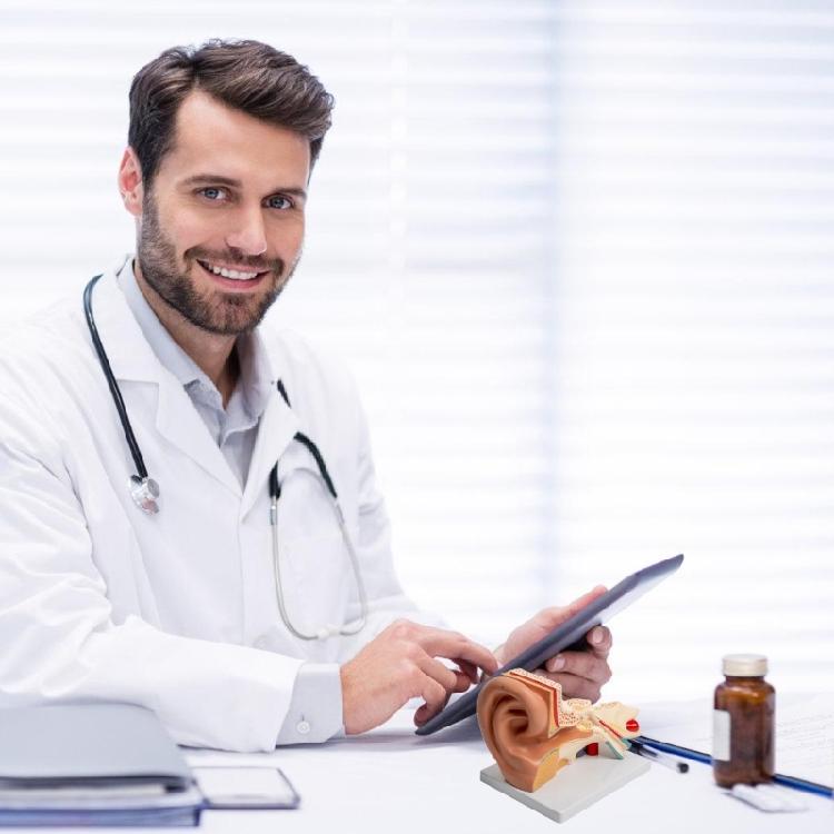 Modèle Anatomique d'Oreille Humaine Agrandie Modèle Anatomique de l'Organe Auditif Matériel Pédagogique pour Étudiant Médecin