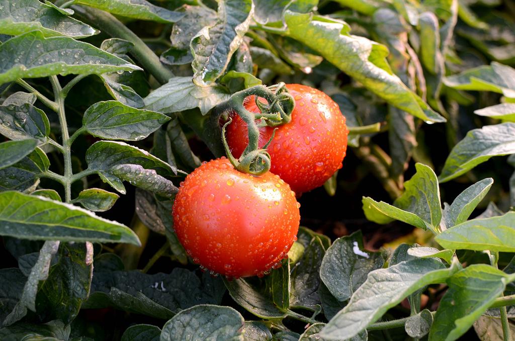 Kagome Centennial Quality Tomato Juice 190g X 30 Bottles