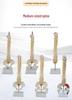 Medium Spine and Pelvis Skeleton Model for Orthopedic and Vertebrae Teaching