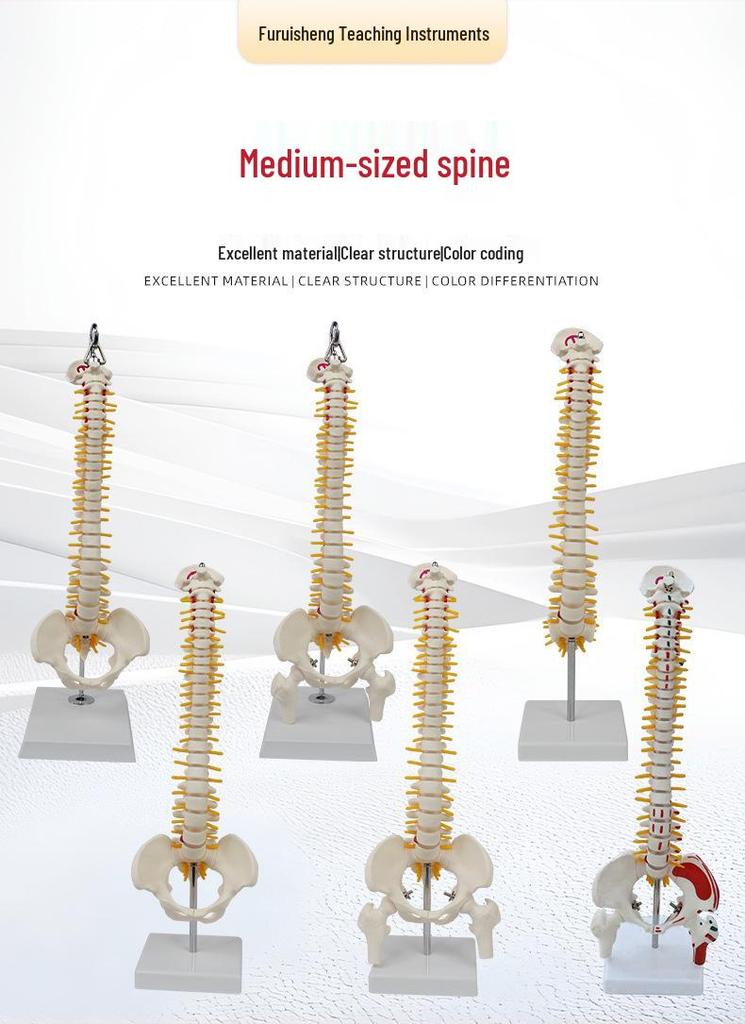 Medium Spine and Pelvis Skeleton Model for Orthopedic and Vertebrae Teaching