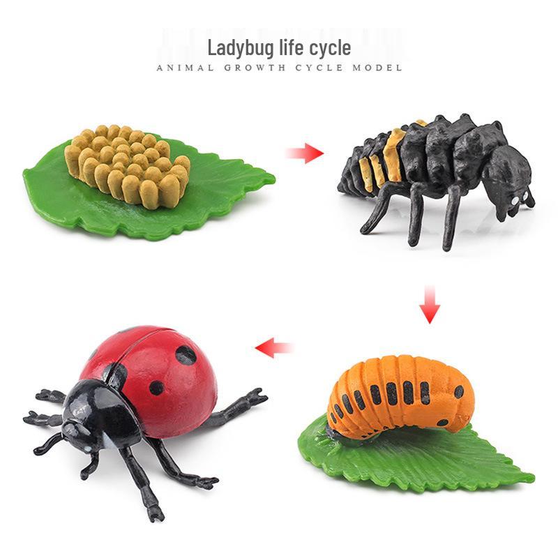Animal Growth Cycle Models: Chicken, Duck, Goose, Butterfly, Turtle, Frog Montessori Teaching Figurines