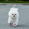Pet Soft-soled Shoes Bear Full Print Puppy Dog Shoes Medium and Small Dog Teddy Dog Foot Cover Waterproof and Non-slip Pet Shoes