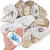 Concave Oysters Shell for Crafts Oysters Shell Bulk, for Home Vases Filler,Xmases Ornament,DIY Art and Crafts Sea Shell