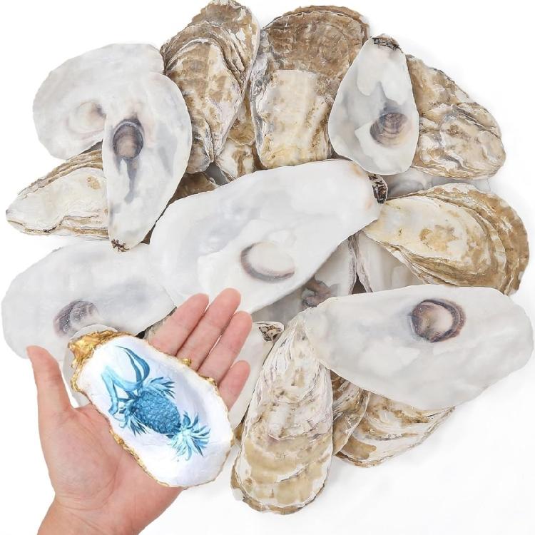 Concave Oysters Shell for Crafts Oysters Shell Bulk, for Home Vases Filler,Xmases Ornament,DIY Art and Crafts Sea Shell