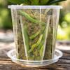Transparent Plastic Orchid Pot with Drainage Hole and Tray 10cm Diameter Root Control Airflow Visible Root Growth Suitable for Moss Plants