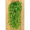 Simulated Ivy Cane Creeper Ivy Decorative Green Plants Ceiling Artificial Vine Eucalyptus Leaves