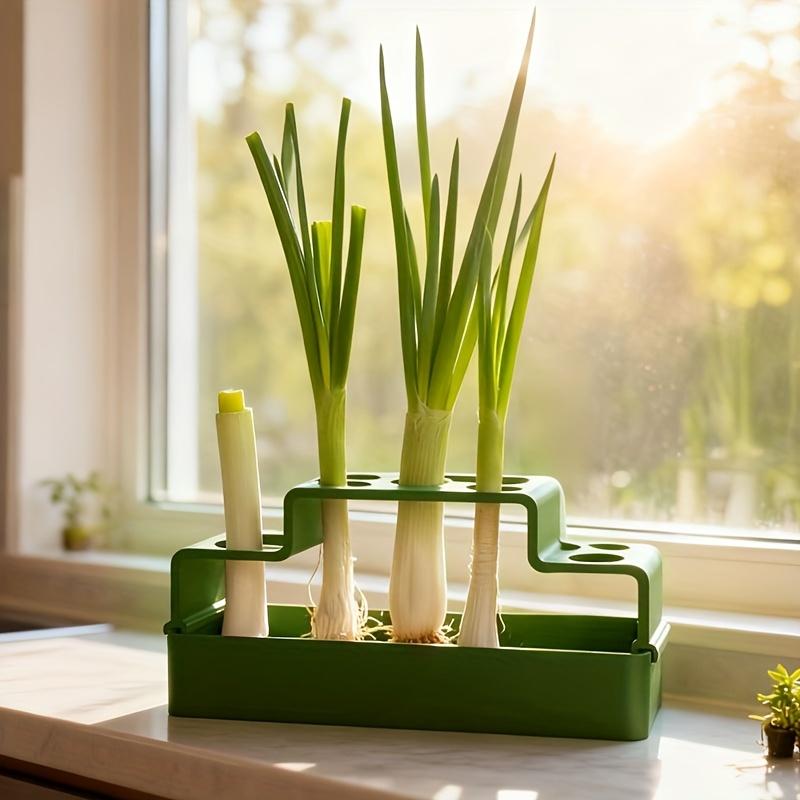A planter, a special regenerative planter designed for chives, repeated hydroponics