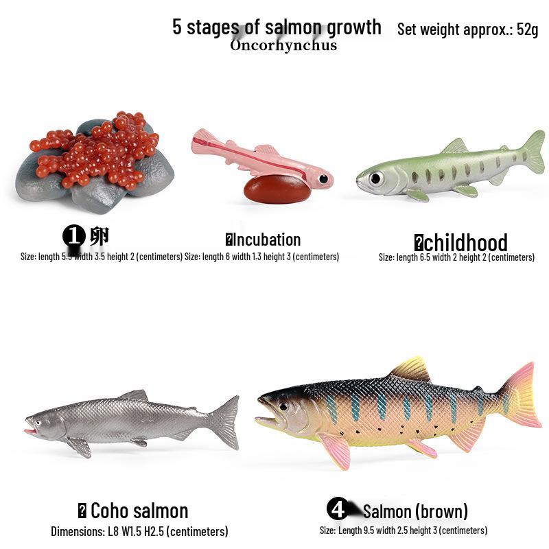 Children's Cognitive Toys: Frog Tadpole Growth Cycle Models