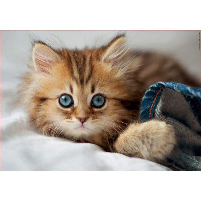 Animal Puzzle - EDUCA - 200 Pieces - For Children