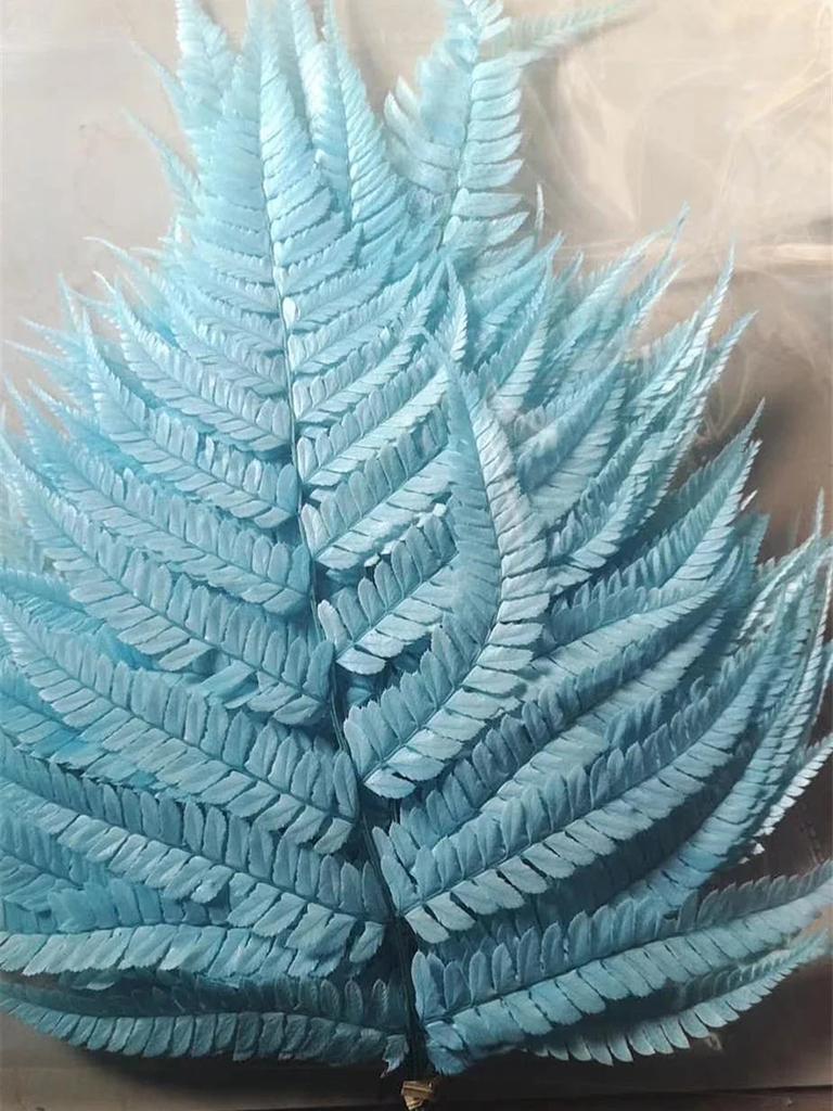 Preserved Fern Leaf for Home Decoration,Eternal Life,Natural Real Fern Plant,Handmade Flowers Material,Wedding,Home, 5Pcs,10Pcs