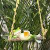 Garden Hanging Decorations Creative Frog On a Swing Ornament Cute Resin Decor