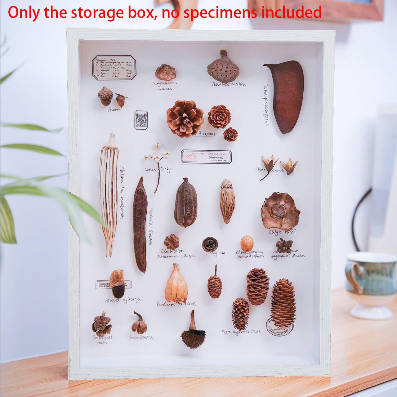 Plant Specimen Photo Frame Hollow Three-Dimensional Diy Handmade Butterfly Specimen Animal Leaf Stone Insect Specimen Collection inside 10.1x15.2cm синий