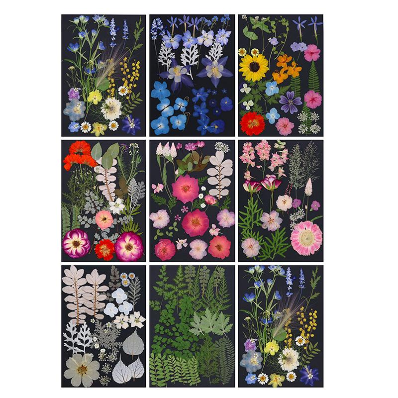 Dry Embossed Flower Diy Hand-Drop Glue Photo Frame Decorative Real Flower Plant Specimen Dried Flower Materials