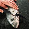 Non-slip Fish Scale Scraper Stainless Steel Fish Fillet Cutting Knife Rubber Handle Multifunctional Fishing Knife Fishing Tool Fishing Gear