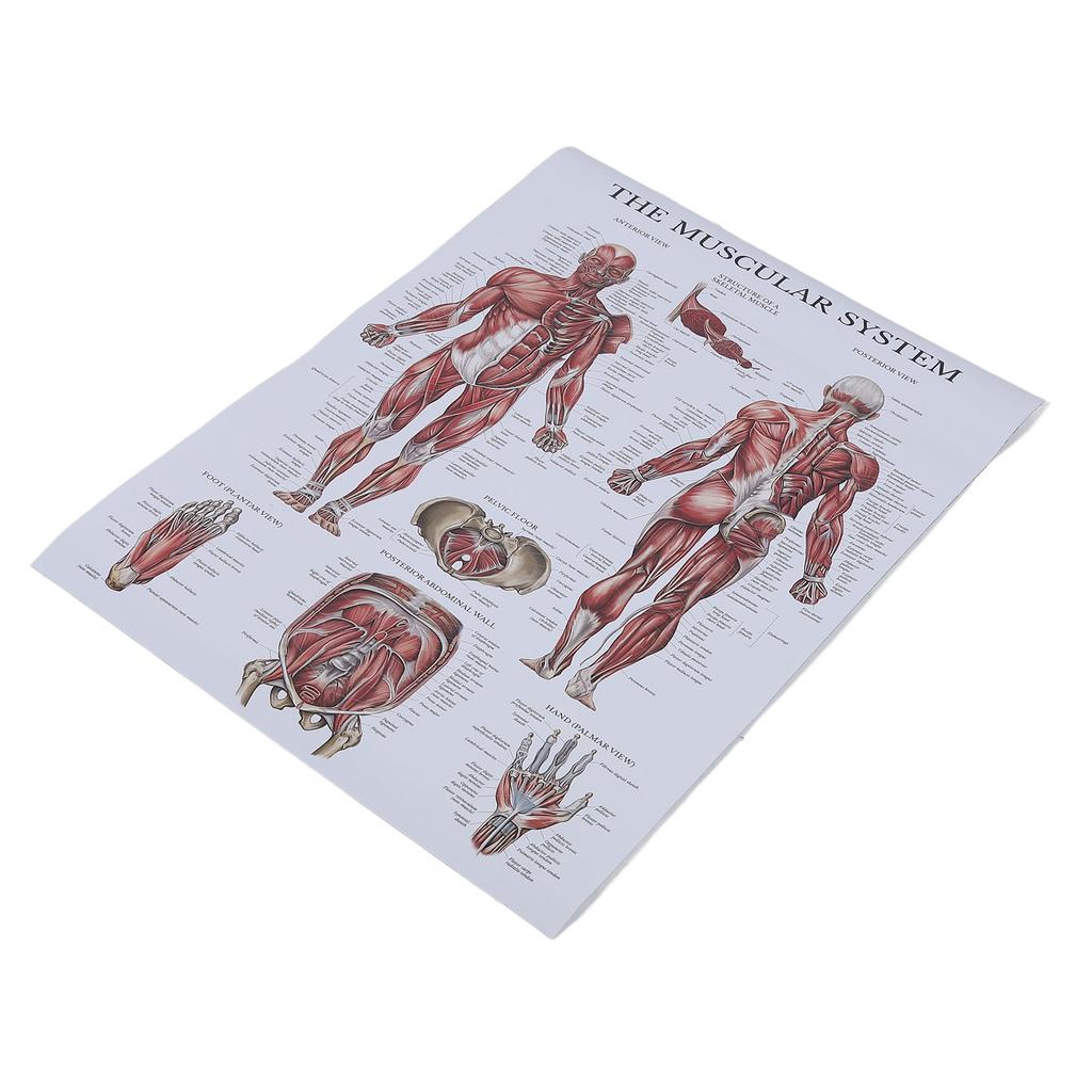 Pôster de anatomia muscular, gráfico colorido de músculos humanos para salas de aula, clínicas, academias, casa