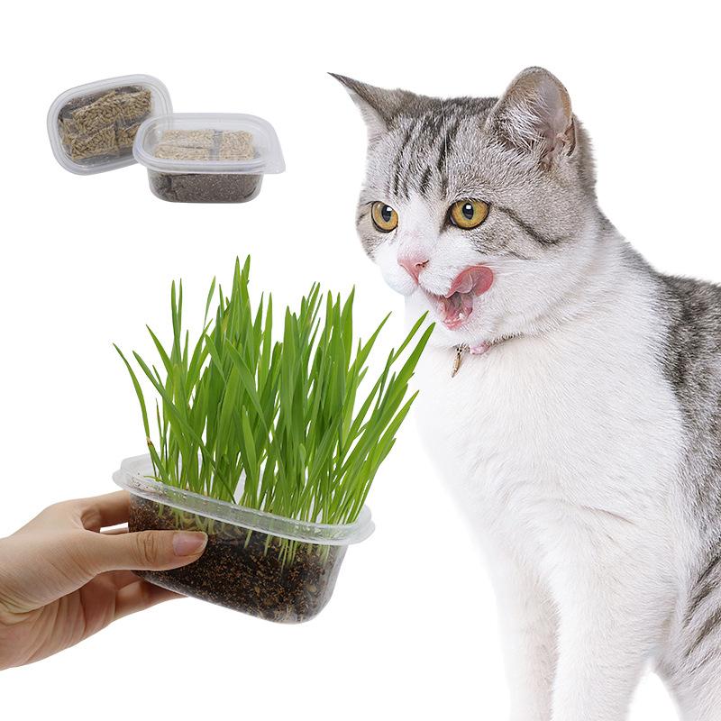 Cat Grass Barley Helps Remove Hairballs. Cat Grass Soil Nutrition Soil Cat Grass Set Cat Zero