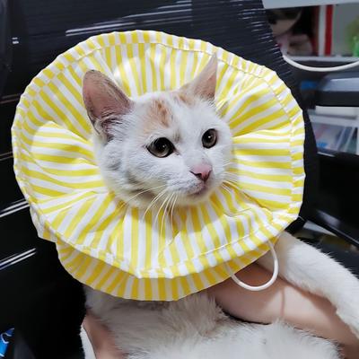 Gatti – Prodotti per la cura dei gatti