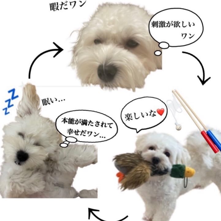 Hunt the Toy Dog Teaser That Lets You Retrieve Toys for Very Small and Small Dogs 2 - (pole + Toys)