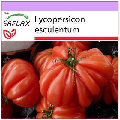 Tomate - Costoluto Genovese - 10 semillas - Lycopersicon esculentum