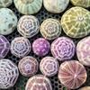 Accesorii pentru decor – Obiecte de decor din materiale naturale