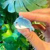 Colorful Marine Animal Hair Clip Set: Dolphin, Octopus, Lobster, Crab, and Starfish Accessories