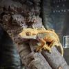 Jumping Spider Enclosure Breathable Comfortable Clear Acrylic Mantis Habitat Frog Enclosure for Lizards Small Turtles Snails