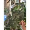 OEING Transparent Polycarbonate Sheet