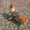 Two-Pocket Harness for Large Dogs (Size L)