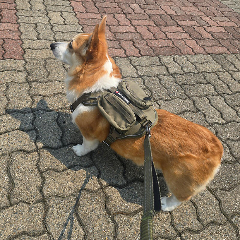 Two-Pocket Harness for Large Dogs (Size L)