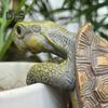 Turtle Figurine Flower Pot Vase Hugger Planter Hanging Climbing Tortoise Resin Animal Statue Sculpture Indoor Outdoor Garden Decoration Ornament