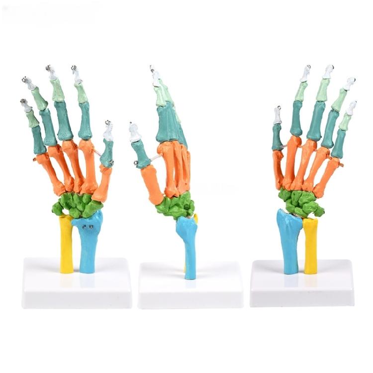 Anatomical Human Hand Bone Model with Movable Joints Color Coded Hand Bone Skeleton Model for Teaching Demonstration