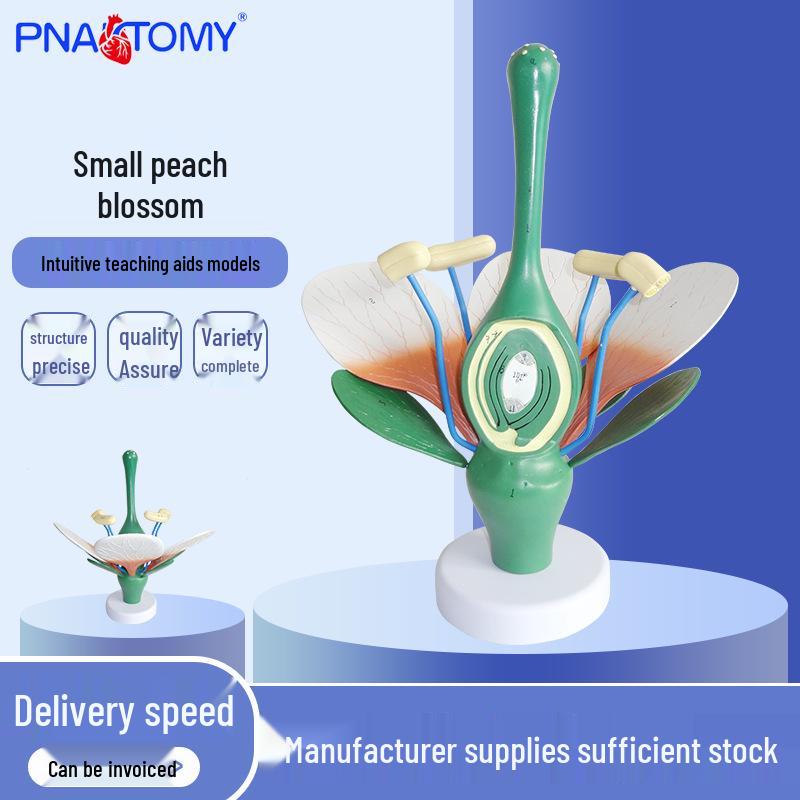 Magnified Peach Blossom Model: Green Stamen & Dicotyledon Structure for Biology Teaching 6x