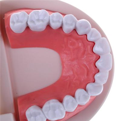 Medizin Dental Zahn Modell Frühen Kindheit Lehre Zähne Modell Für Kind