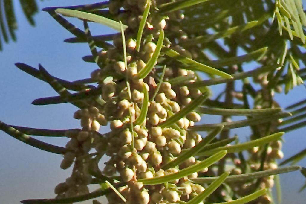 SAFLAX Dawn Redwood – 60 sėklų – Metasequoia glyptostroboides