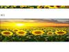 Sunflower Wall Art: Elegant Aluminum Alloy Frame for Living Room Décor
