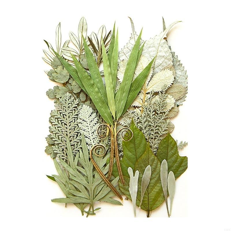 35Pcs Natural Pressed Dried Leaves Set For Candle Making Jewelry Making Art Craft Bookmarks Crafting Scrapbooking