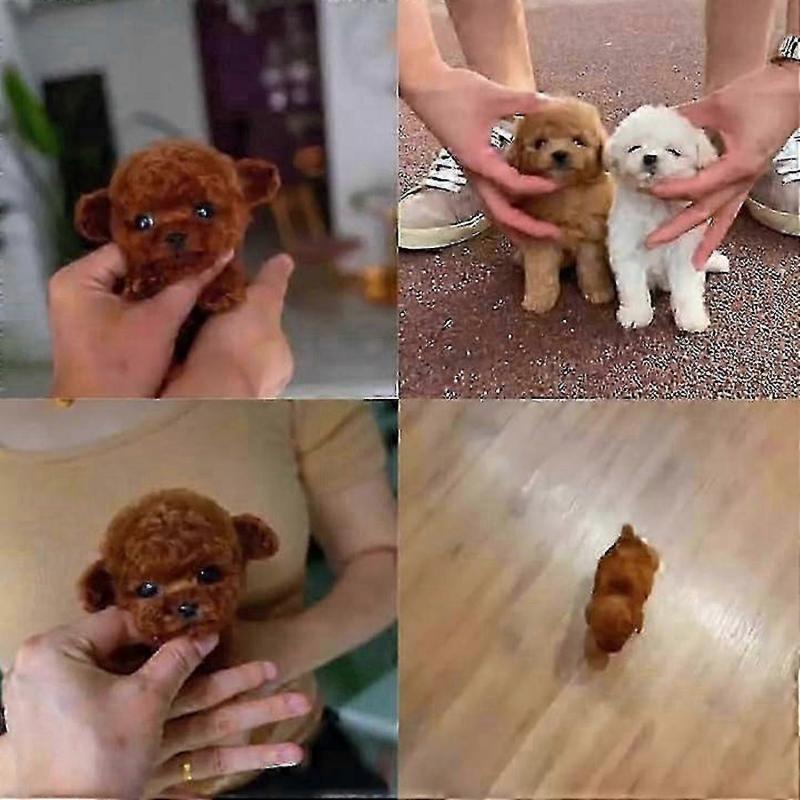 2025 Nowy Pies Robot dla Dorosłych, Pies Robot AI, Nicoo - Mój Realistyczny Szczeniak Robot, który Zachowuje się jak Prawdziwy Szczeniak - Chodzenie, Szczekanie, Machanie Ogonem