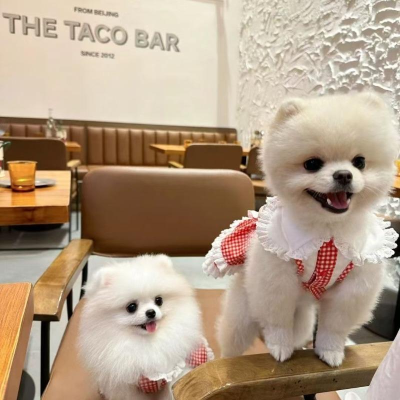 Fragrant Princess, Dog Lolita Dress, Spring and Autumn Maltese Birthday Party Cat Dog Dress Princess Dress
