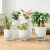 Home Use Thickened Transparent Plastic Self-Watering Green Radish Flower Pot Hydroponic Special Indoor Green Plant Container wit