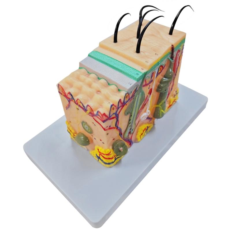 35/50/70/85X Enlarged Skin Model Skin Anatomical Model Teaching Tool for Classroom Study Display Teaching Medicals Model