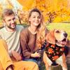 Xuniea 12 Pieces Fall Dog Bandanas Thanksgiving Day Bandanas for Dogs Maple Leaf Pumpkin Patterned Autumn Pet Triangle Kerchief Scarf Bibs for Small