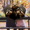 Yorkshire Terrier Pattern, Automatic Folding Umbrella, Portable and Foldable Design, 8 Ribs, a Christmas or Birthday Gift.