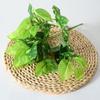 Deliciosa Plastic Monstera Epipremnum Aureum Rohdea Japonica Plant Artificial