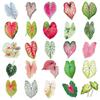 50 Colorful Cartoon Caladium Flower Stickers - Transparent Graffiti for Suitcase, Journal, or Desktop