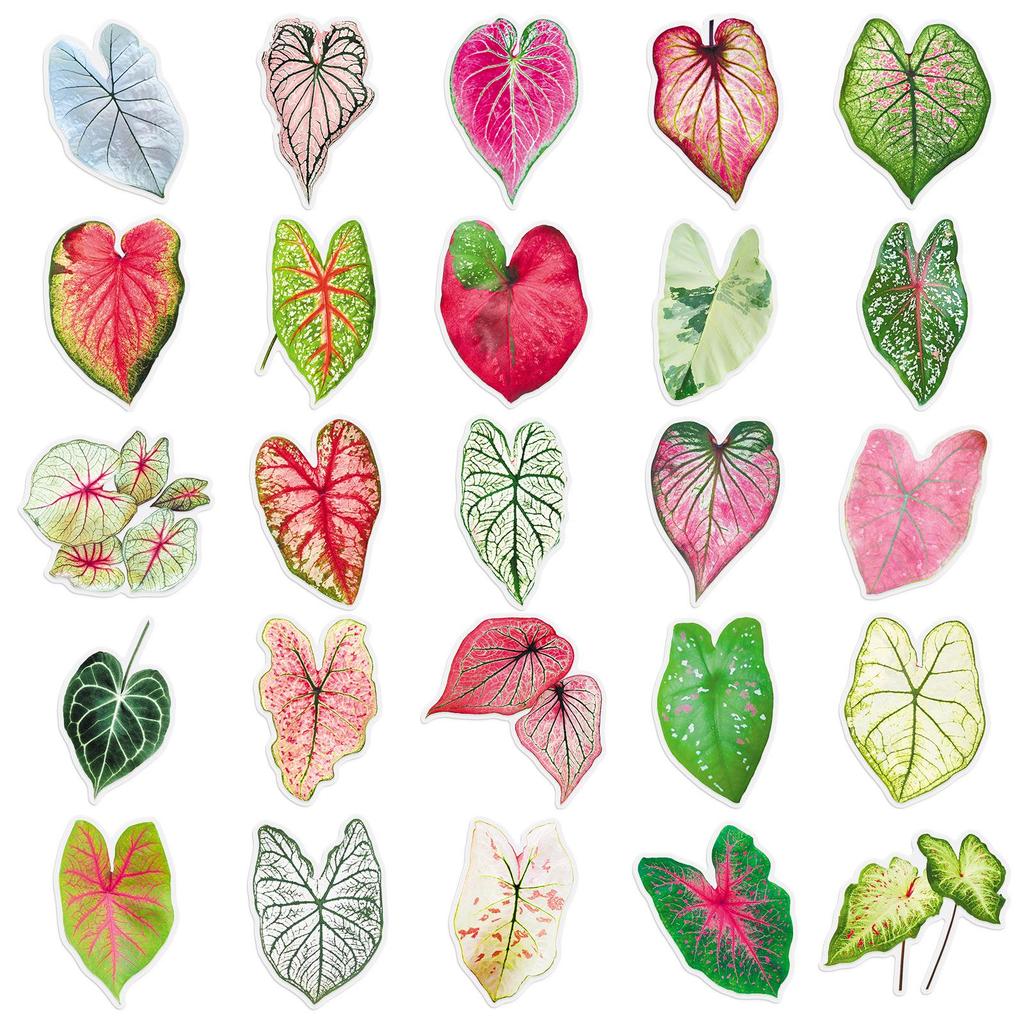 50 Colorful Cartoon Caladium Flower Stickers - Transparent Graffiti for Suitcase, Journal, or Desktop