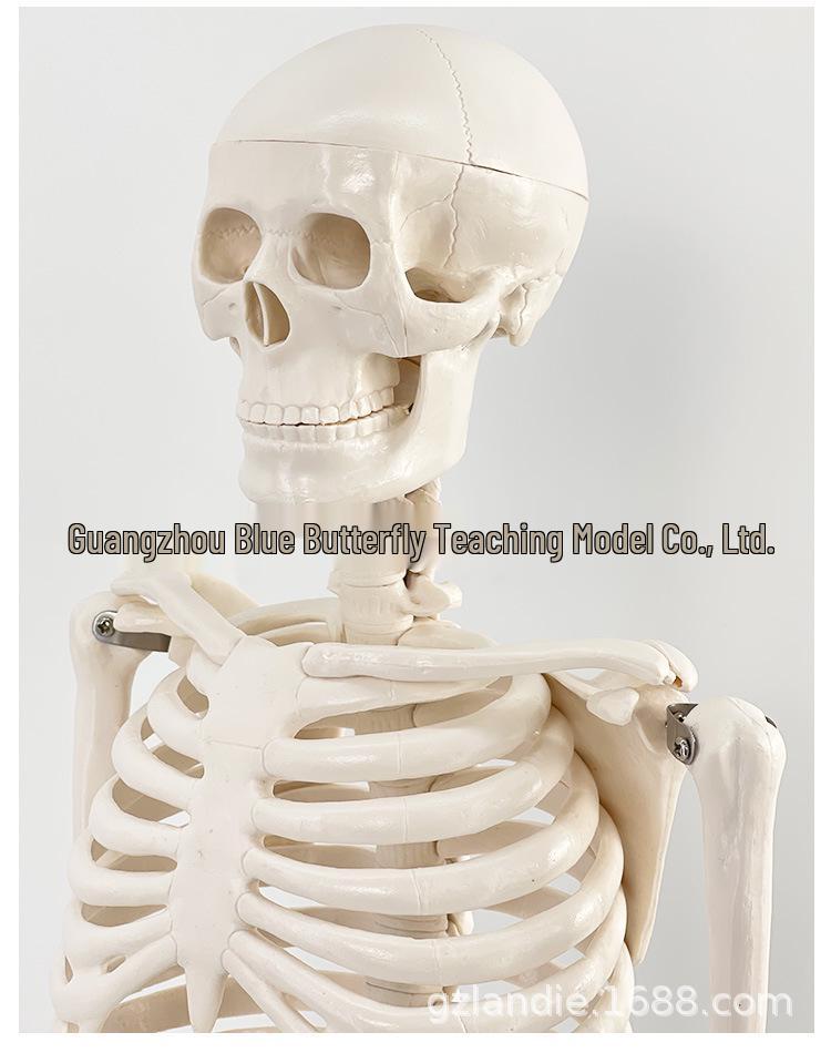 85cm Adult Human Skeleton Model for Teaching and Spine Anatomy
